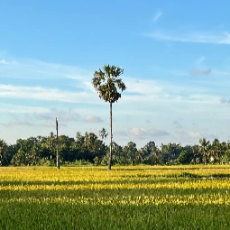 Paddy Fields Fishing Village